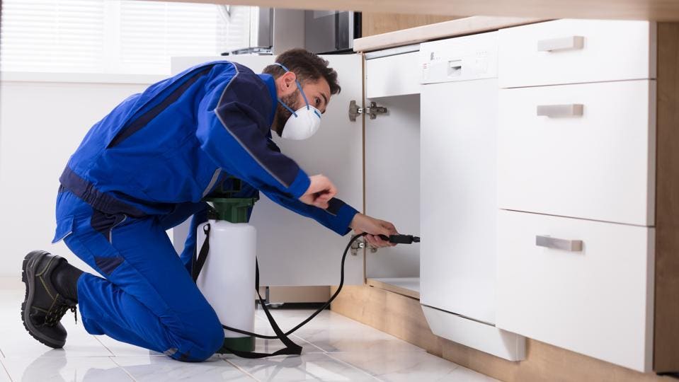 Tips For Preparing Your Home For An Exterminator – Forbes Home